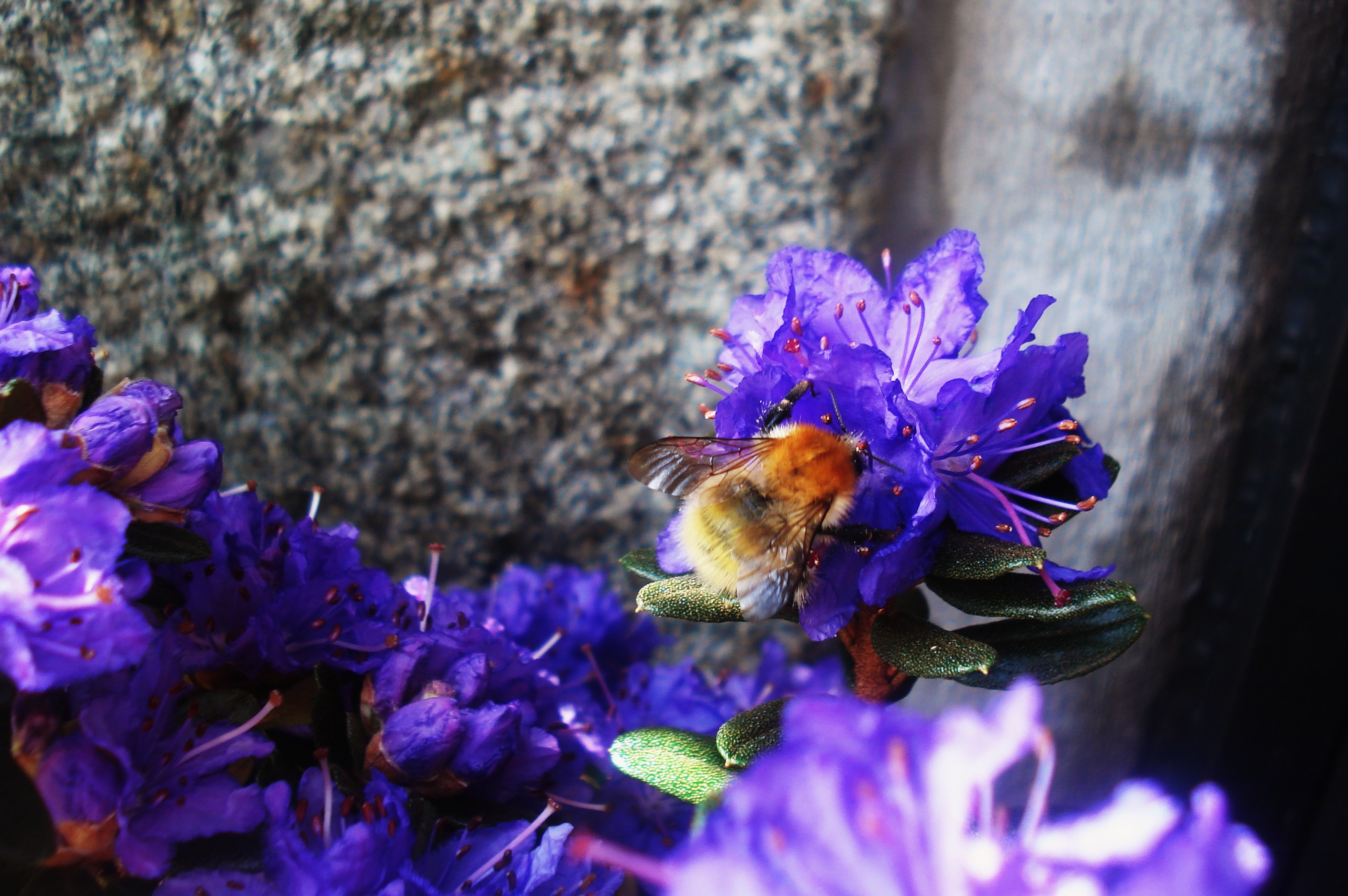 Fonds d'cran Animaux Insectes - Abeilles Gupes ... 