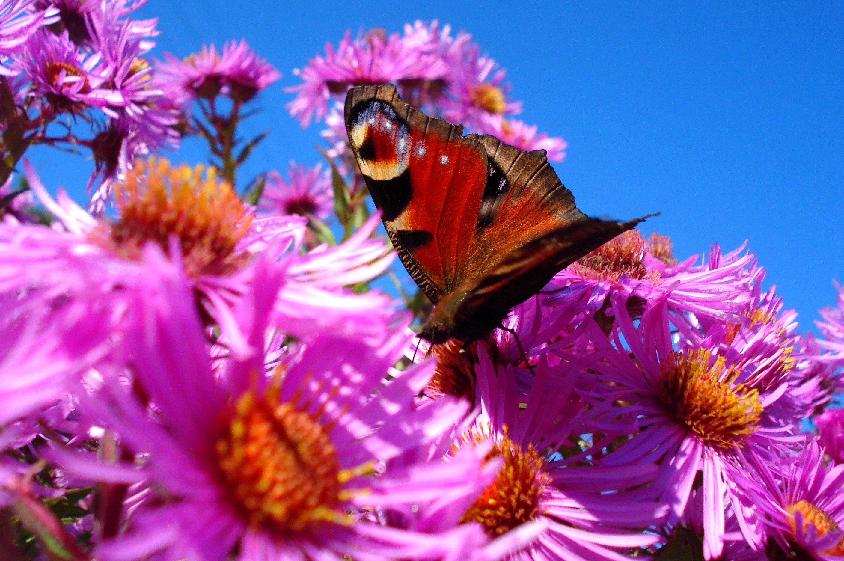 Wallpapers Animals Insects - Butterflies 