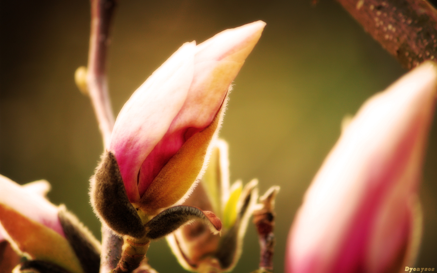 Wallpapers Nature Buds Magnolia Forever