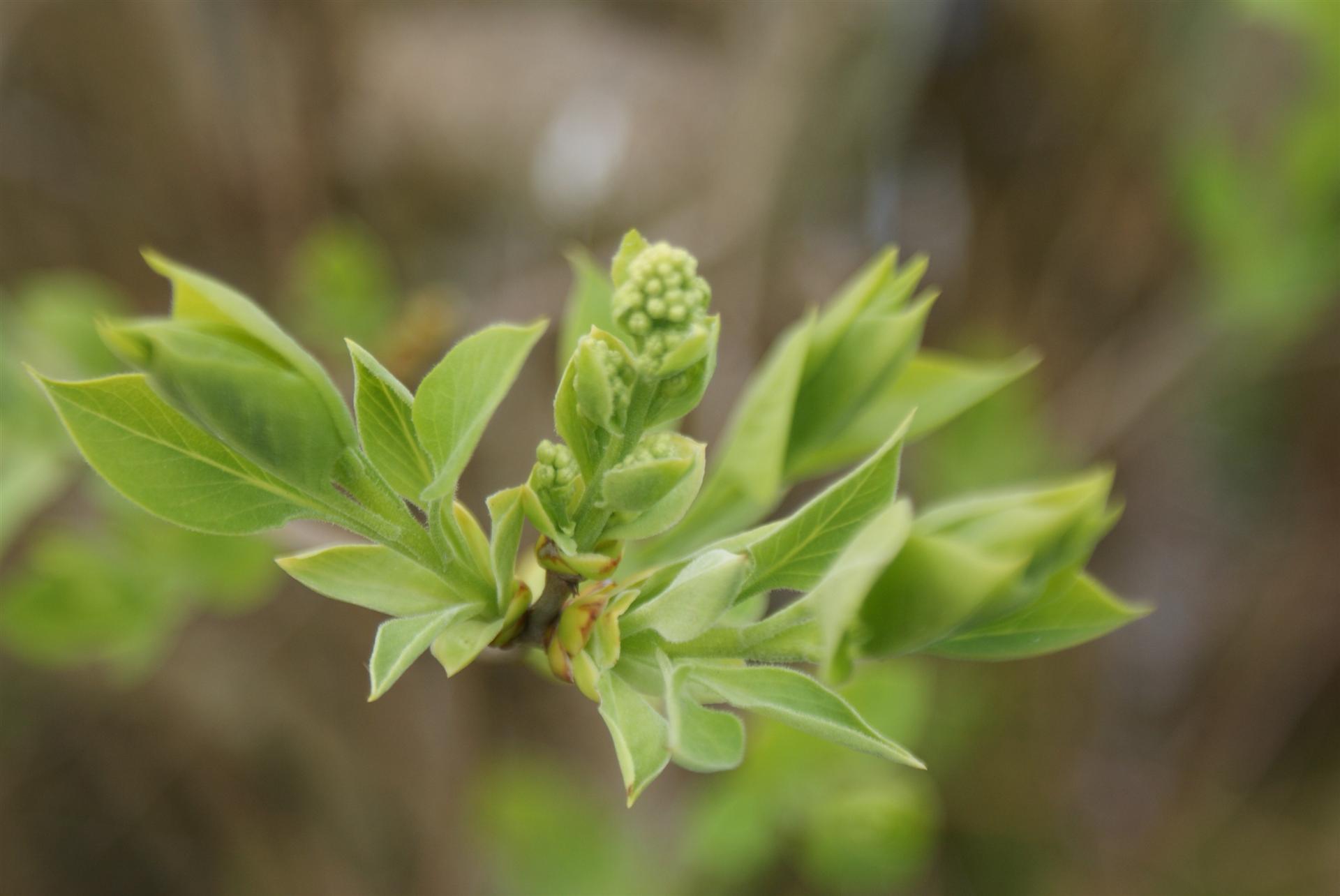 Fonds d'cran Nature Bourgeons 