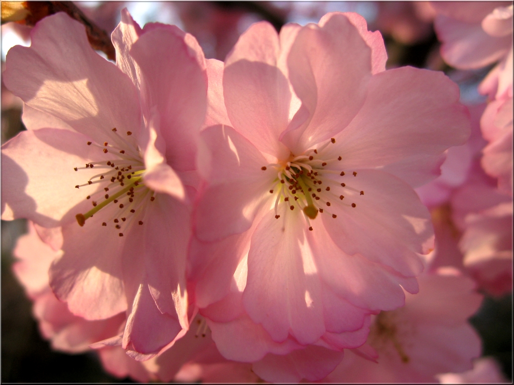 Wallpapers Nature Flowers fleurs de printemps