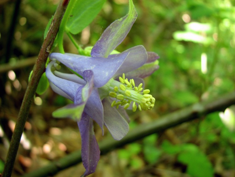 Fonds d'cran Nature Fleurs Ancolie