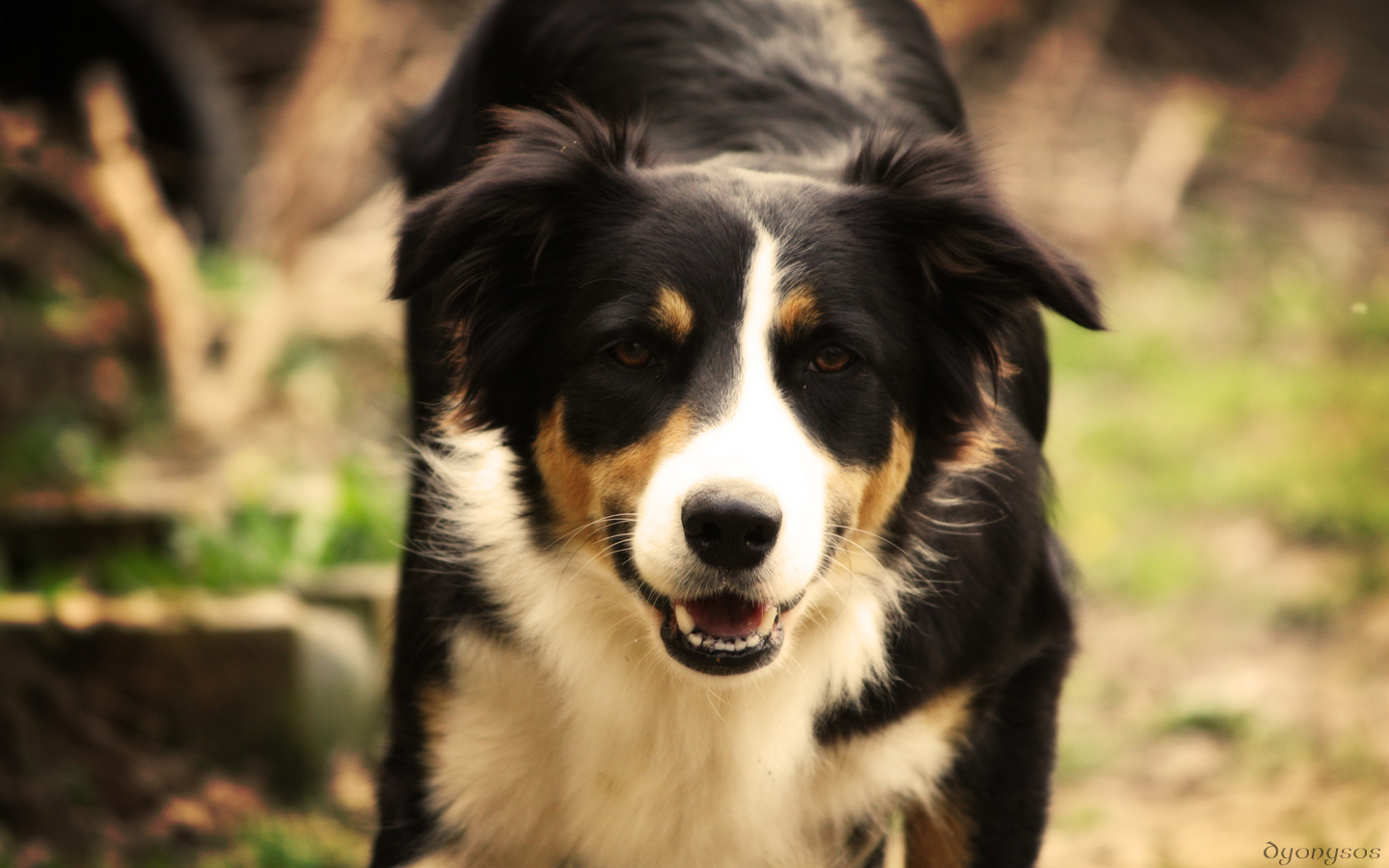 Fonds d'cran Animaux Chiens Zora