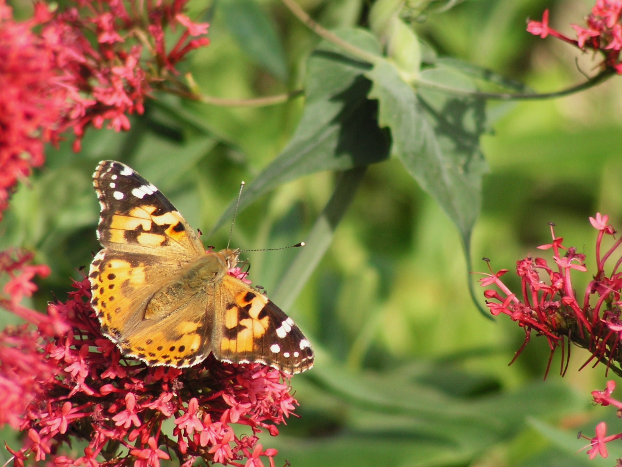 Fonds d'cran Animaux Insectes - Papillons vanesse sur valriane