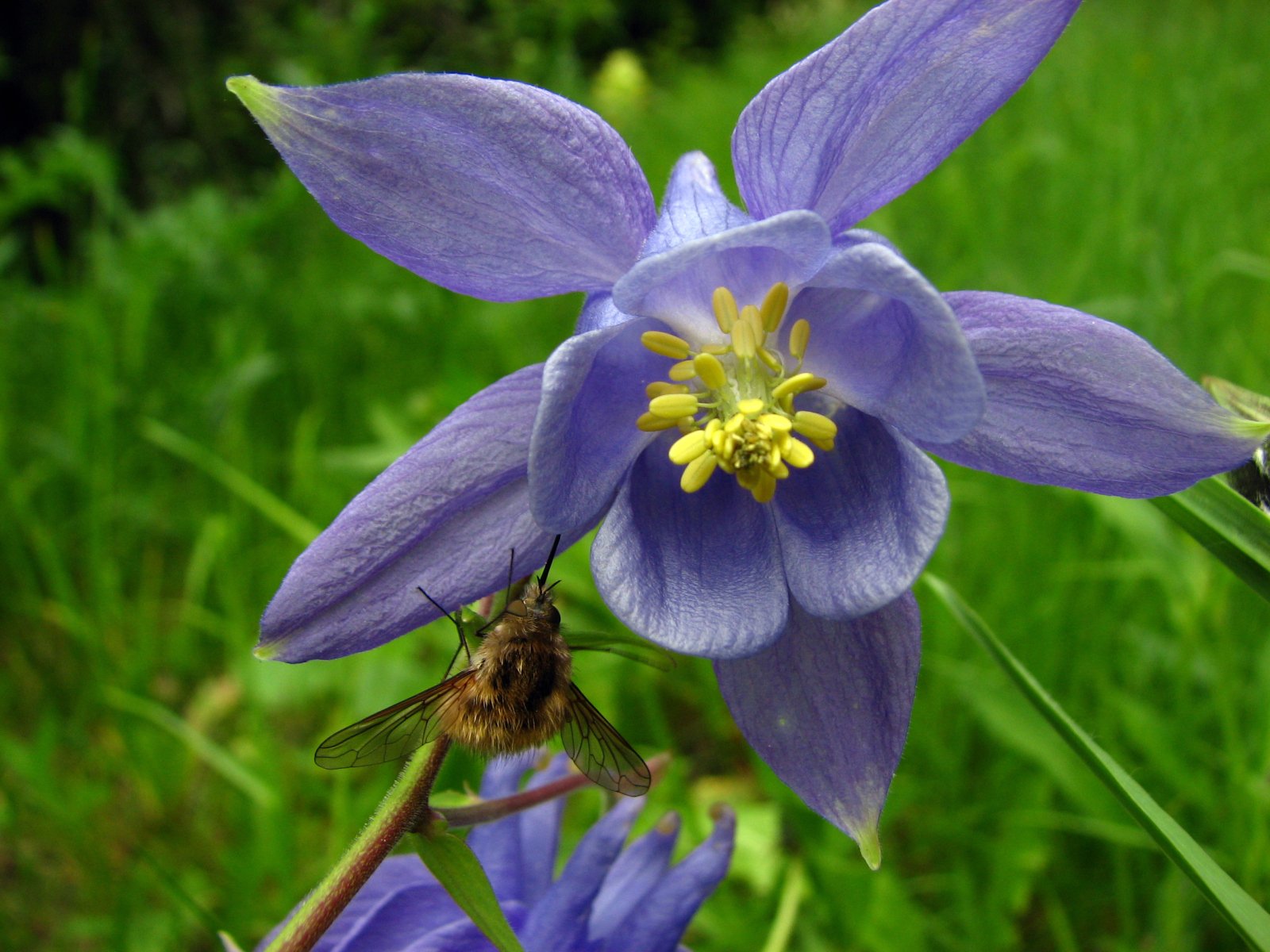 Wallpapers Nature Flowers Ancolie