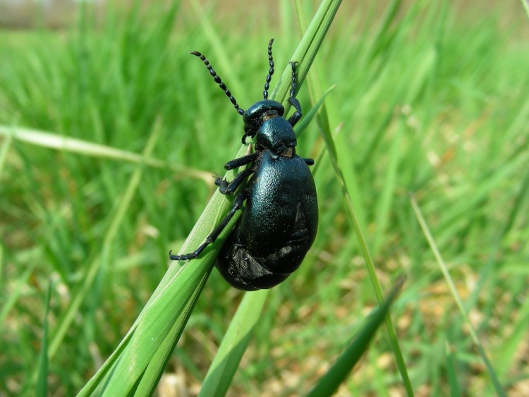 Fonds d'cran Animaux Insectes - Divers Coloptre : Mlo proscarabus