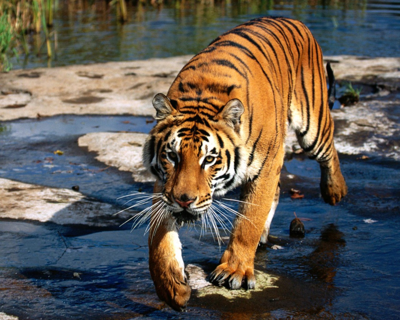 Fonds d'cran Animaux Flins - Tigres Traverse en silence