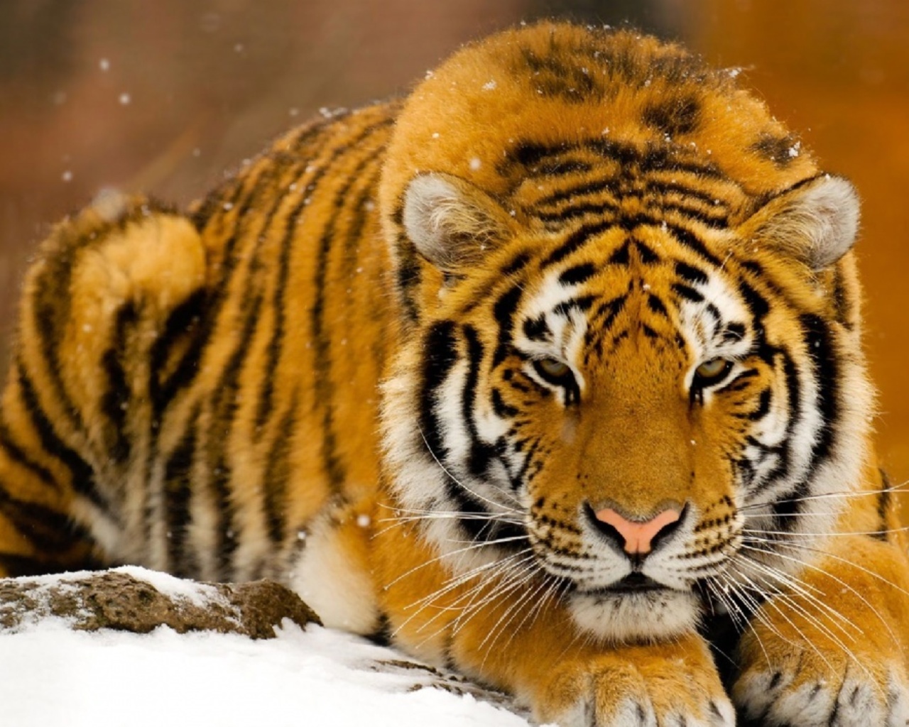 Wallpapers Animals Felines - Tigers Grand froid