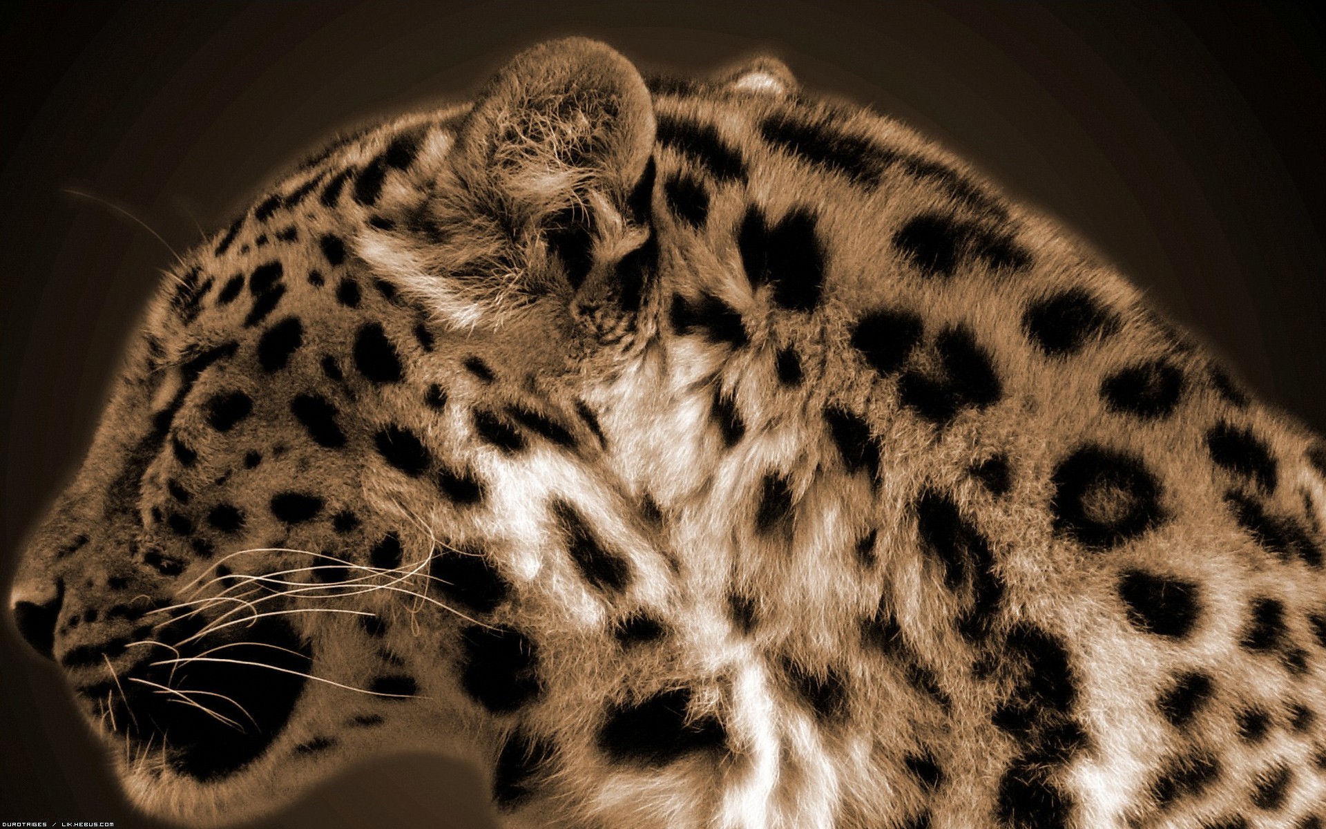 Wallpapers Animals Felines - Leopards Grosse peluche