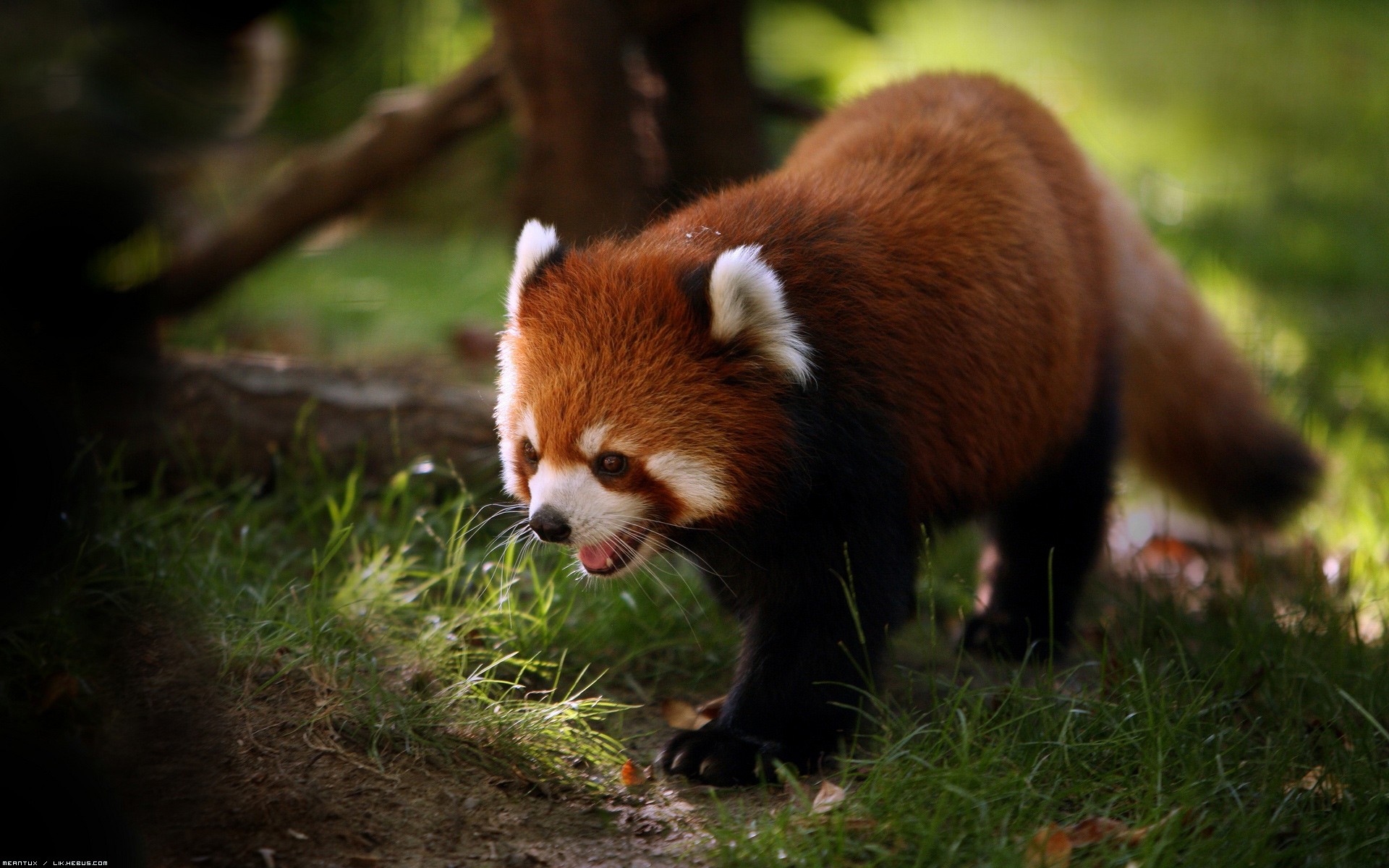 Fonds d'cran Animaux Pandas roux Mascotte de notre navigateur favoris !