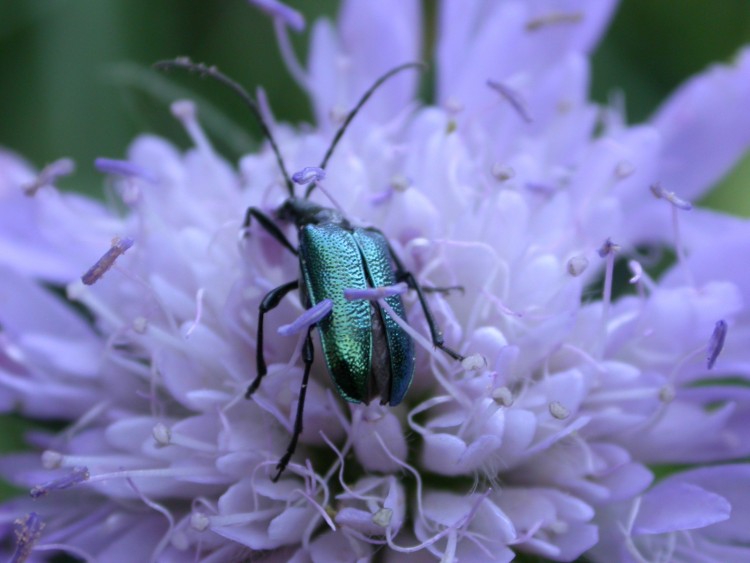 Fonds d'cran Animaux Insectes - Divers Knautia des bois