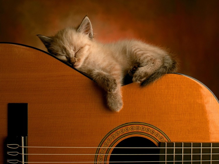 Wallpapers Animals Cats - Kittens Repos en musique...