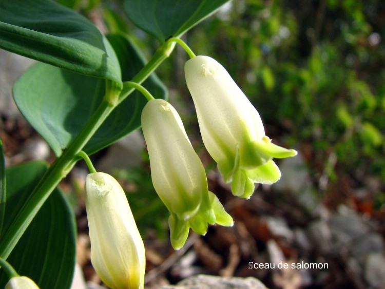 Wallpapers Nature Flowers Sceau de salomon