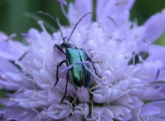 Fonds d'cran Animaux Knautia des bois