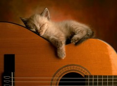 Wallpapers Animals Repos en musique...