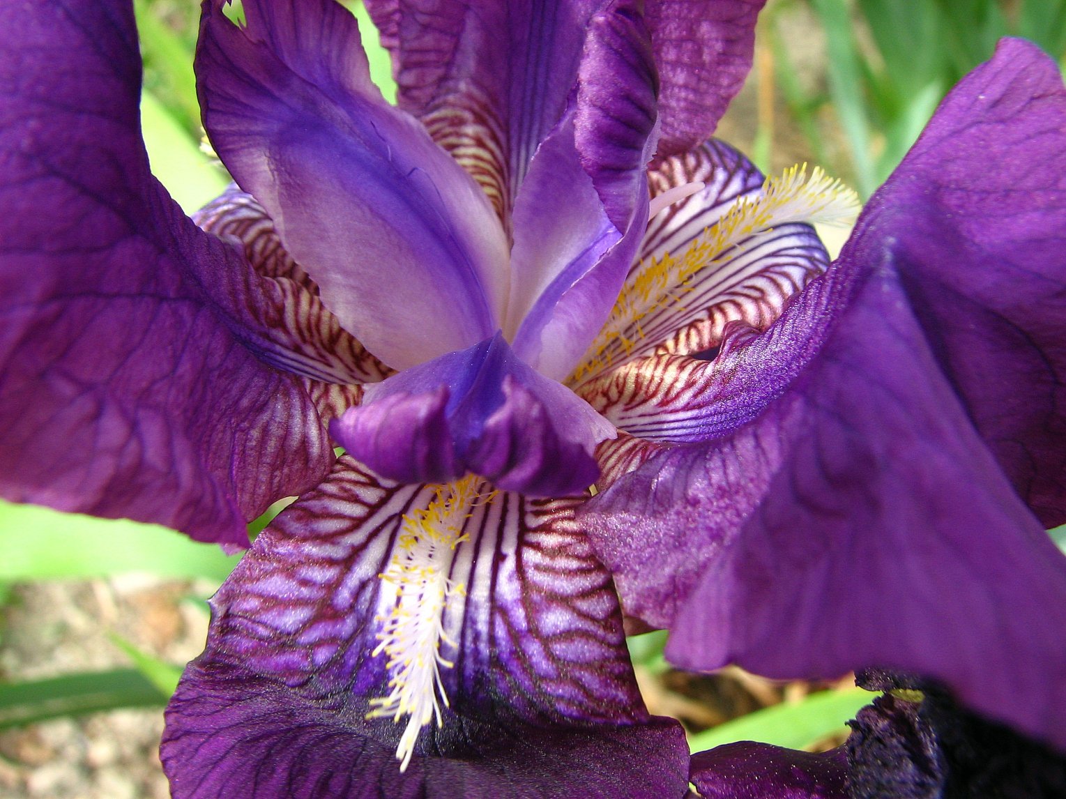 Fonds d'cran Nature Fleurs Coeur d'iris