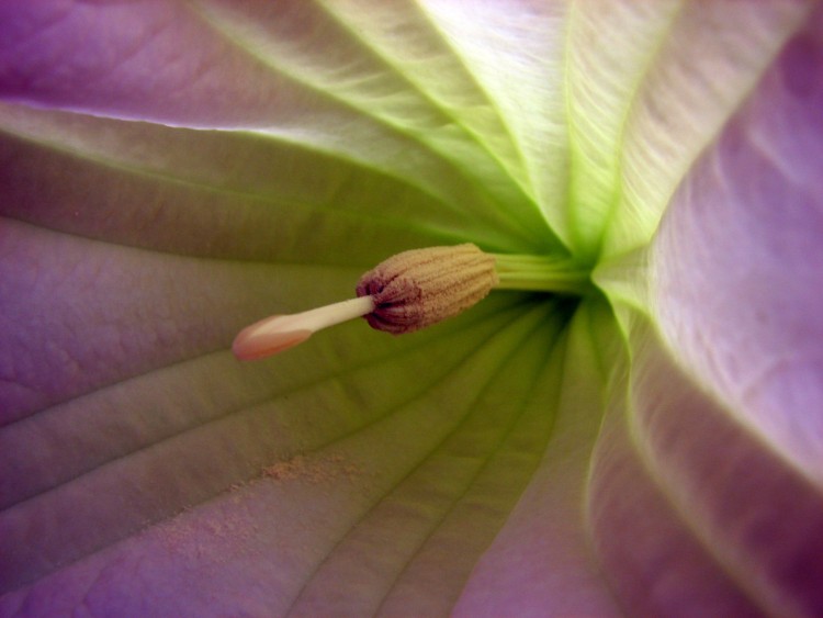 Fonds d'cran Nature Fleurs Datura