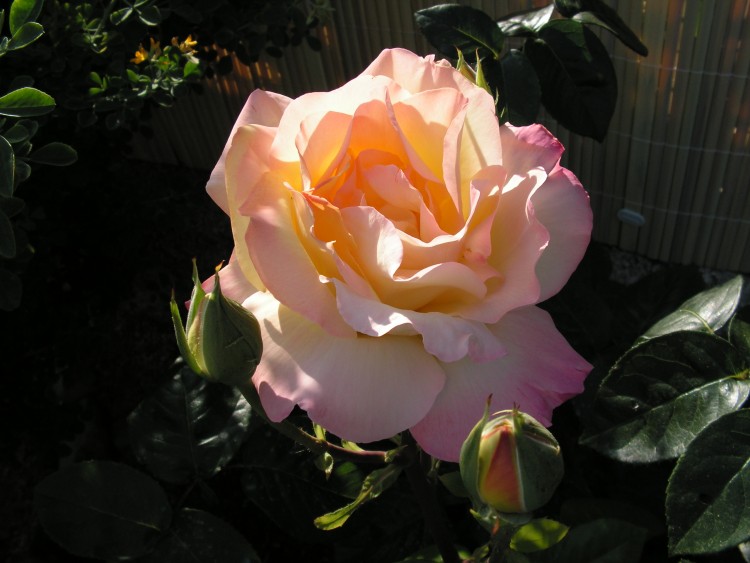 Fonds d'cran Nature Fleurs Rose Mme Meilland