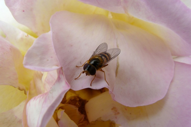 Fonds d'cran Animaux Insectes - Abeilles Gupes ... une drle de gupe