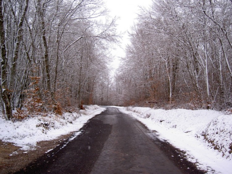 Fonds d'cran Nature Arbres - Forts foret