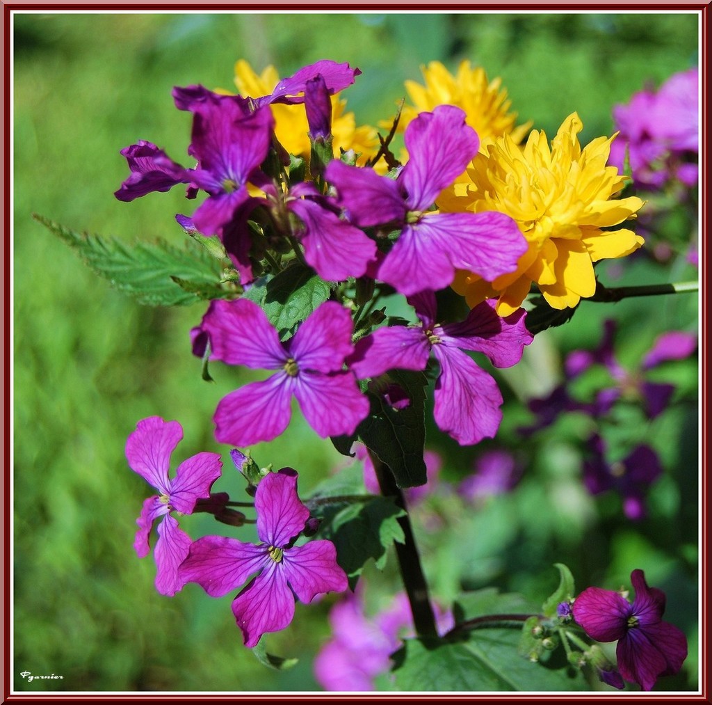 Wallpapers Nature Flowers Fleurs de printemps