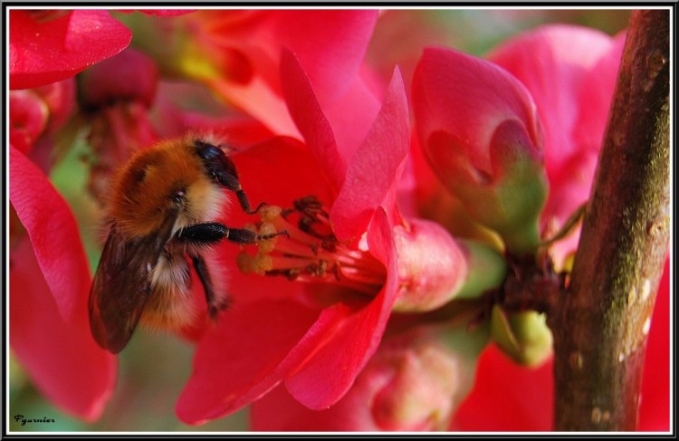 Fonds d'cran Animaux Insectes - Abeilles Gupes ... Fleurs de printemps