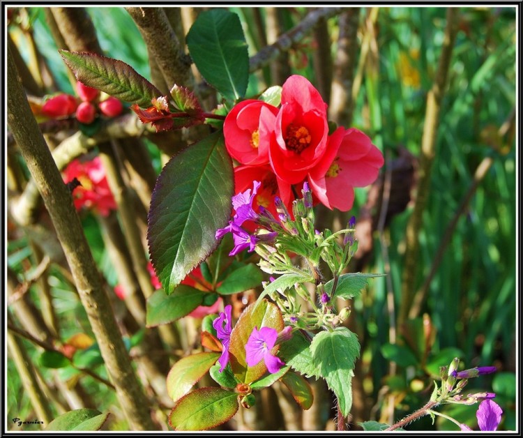 Wallpapers Nature Flowers Fleurs de printemps