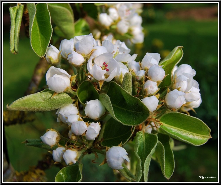 Fonds d'cran Nature Fleurs Fleurs de printemps