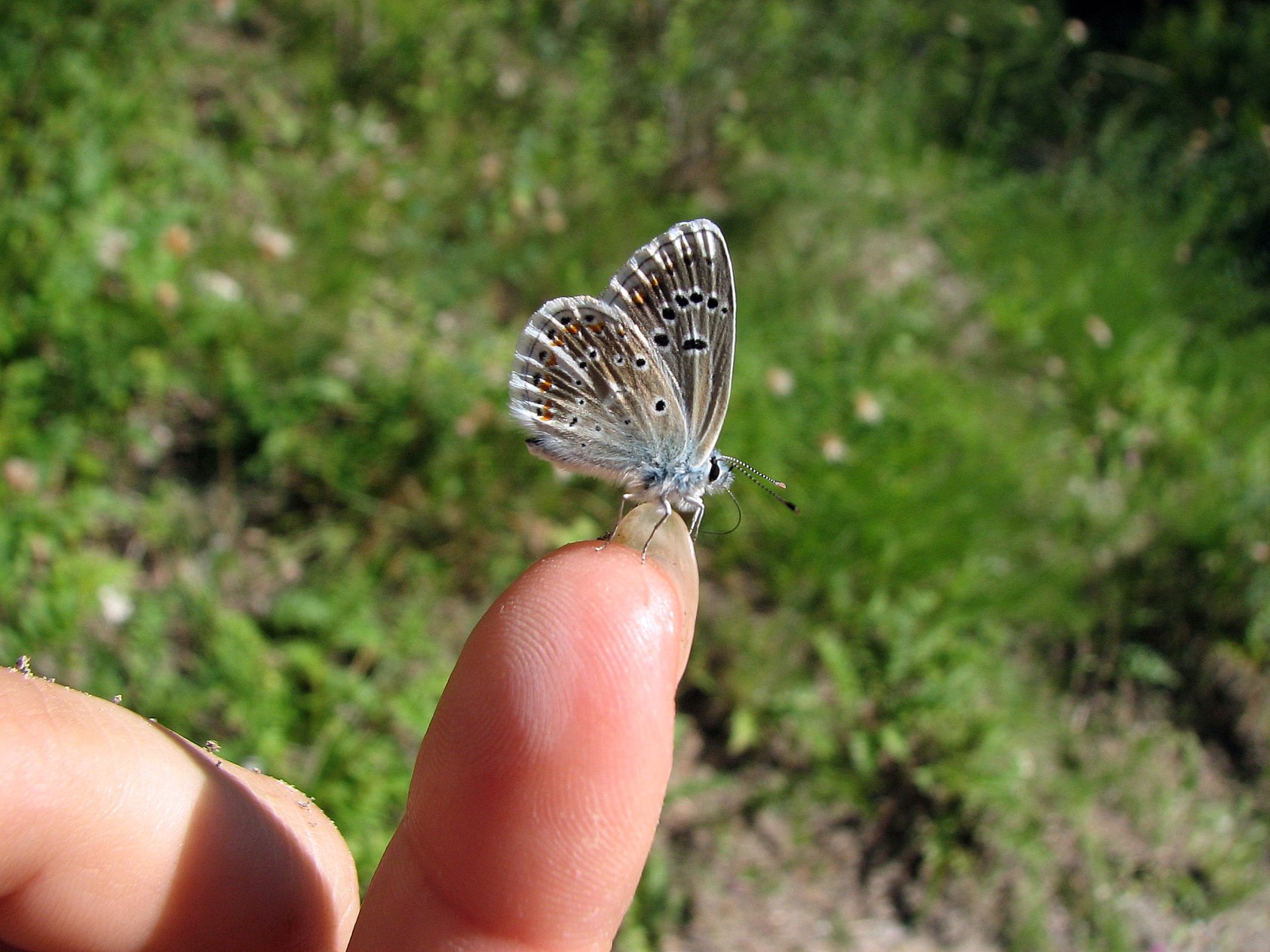 Fonds d'cran Animaux Insectes - Papillons le Bel Argus