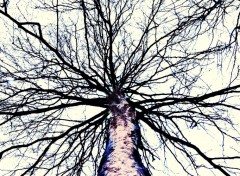 Wallpapers Nature Coeur d'arbre