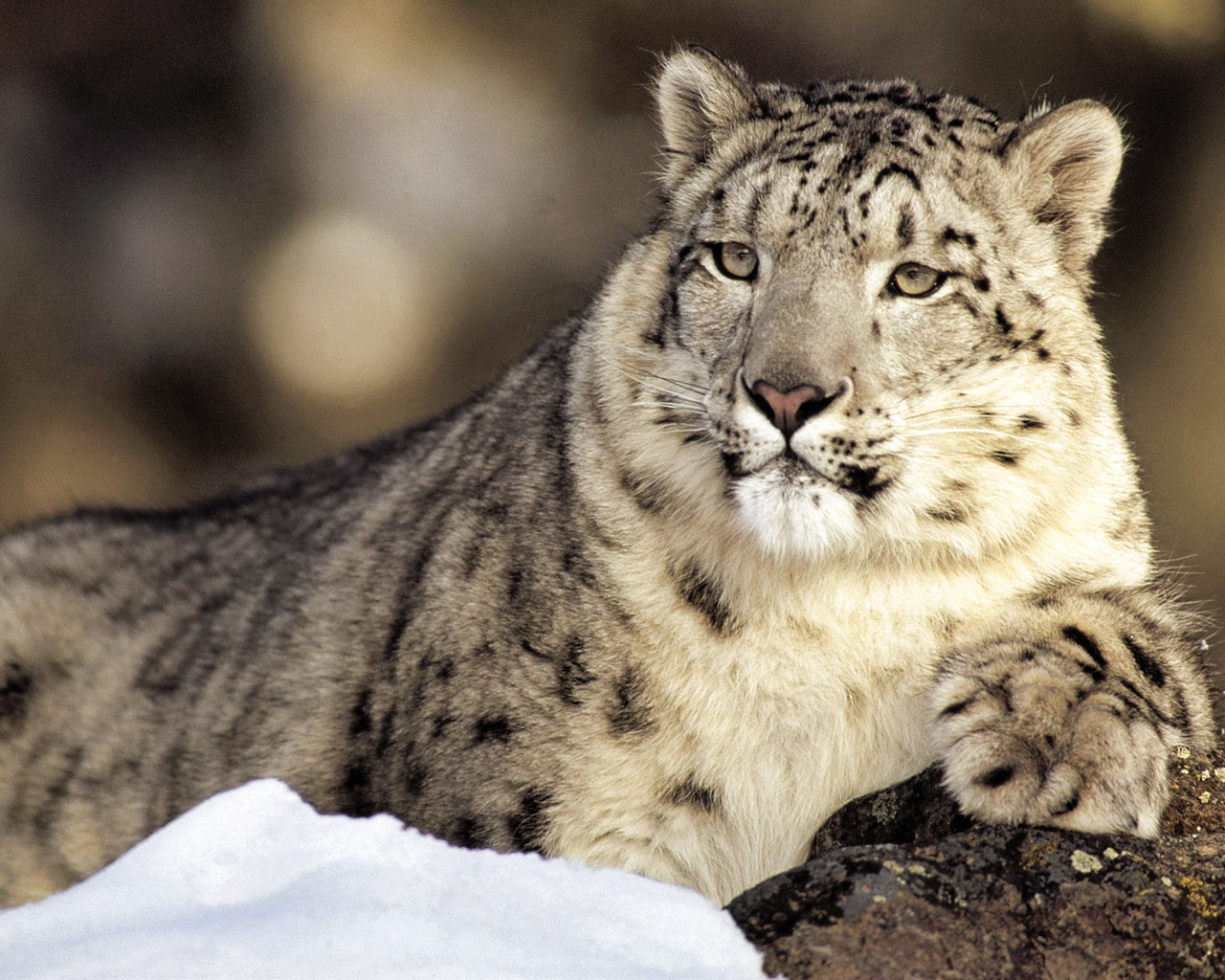 Fonds d'cran Animaux Flins - Panthres des neiges La force tranquille...