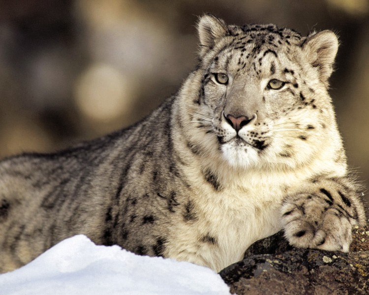 Fonds d'cran Animaux Flins - Panthres des neiges La force tranquille...