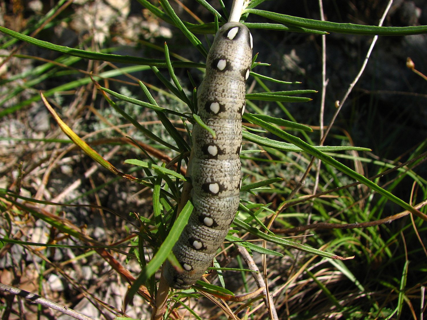 Fonds d'cran Animaux Insectes - Chenilles chenille