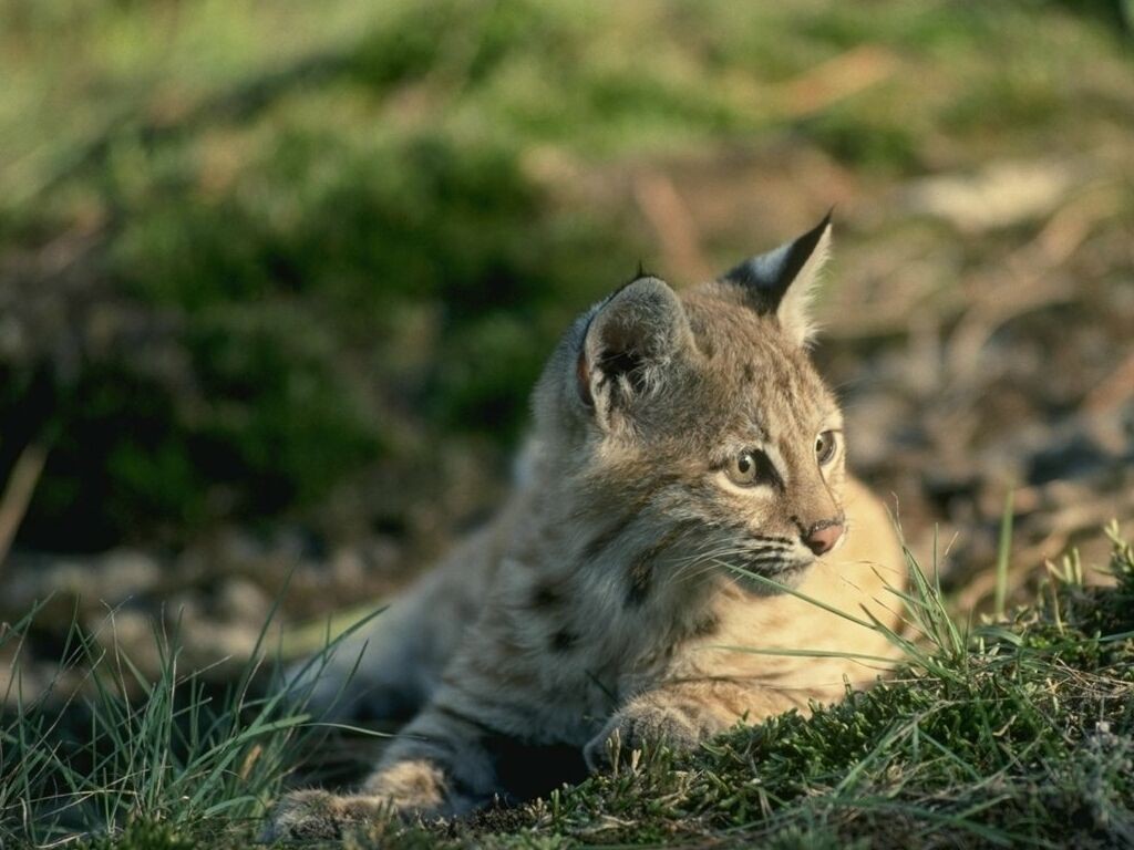 Wallpapers Animals Felines - Lynxs Bb lynx