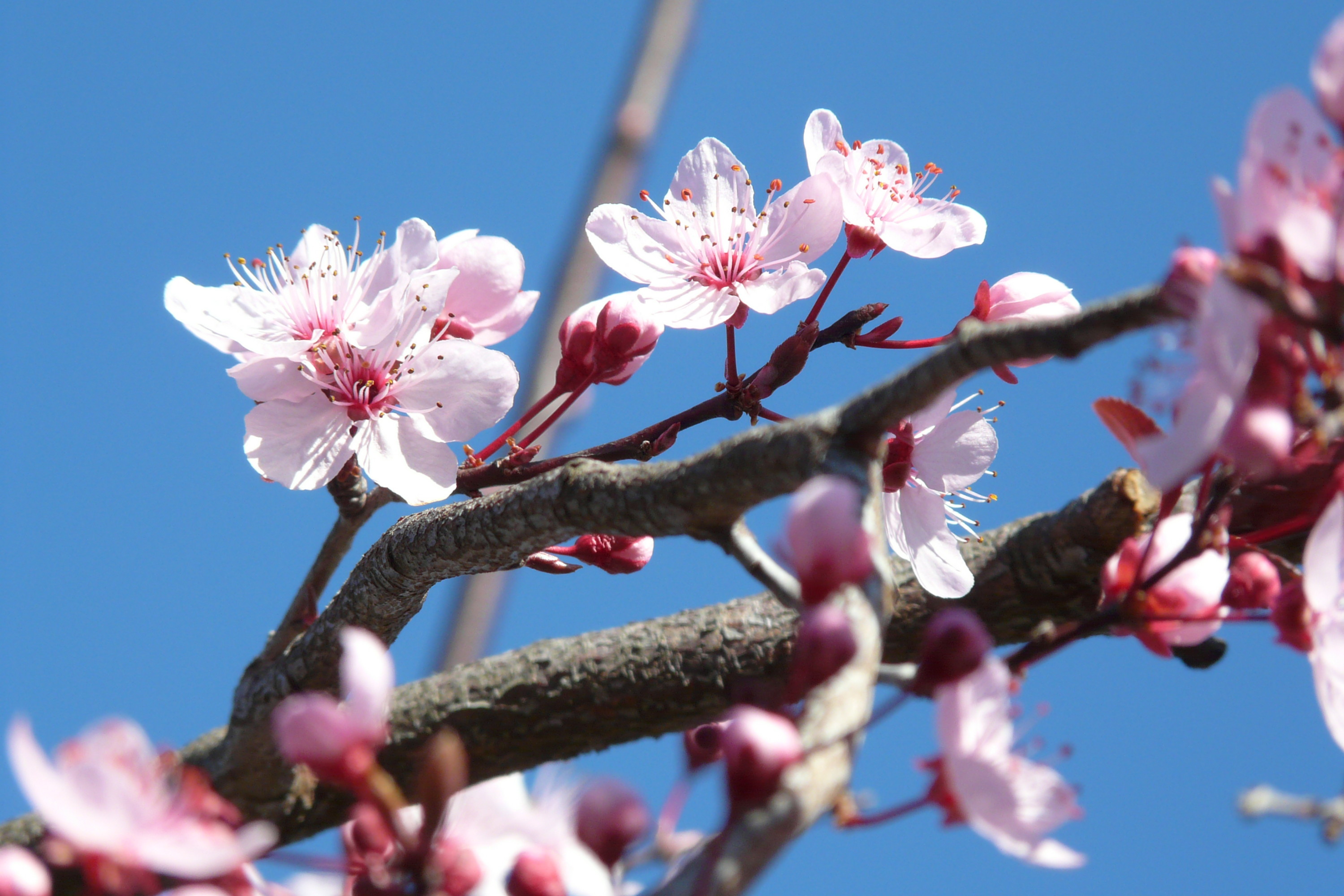 Wallpapers Nature Flowers prunus en fleurs en mars