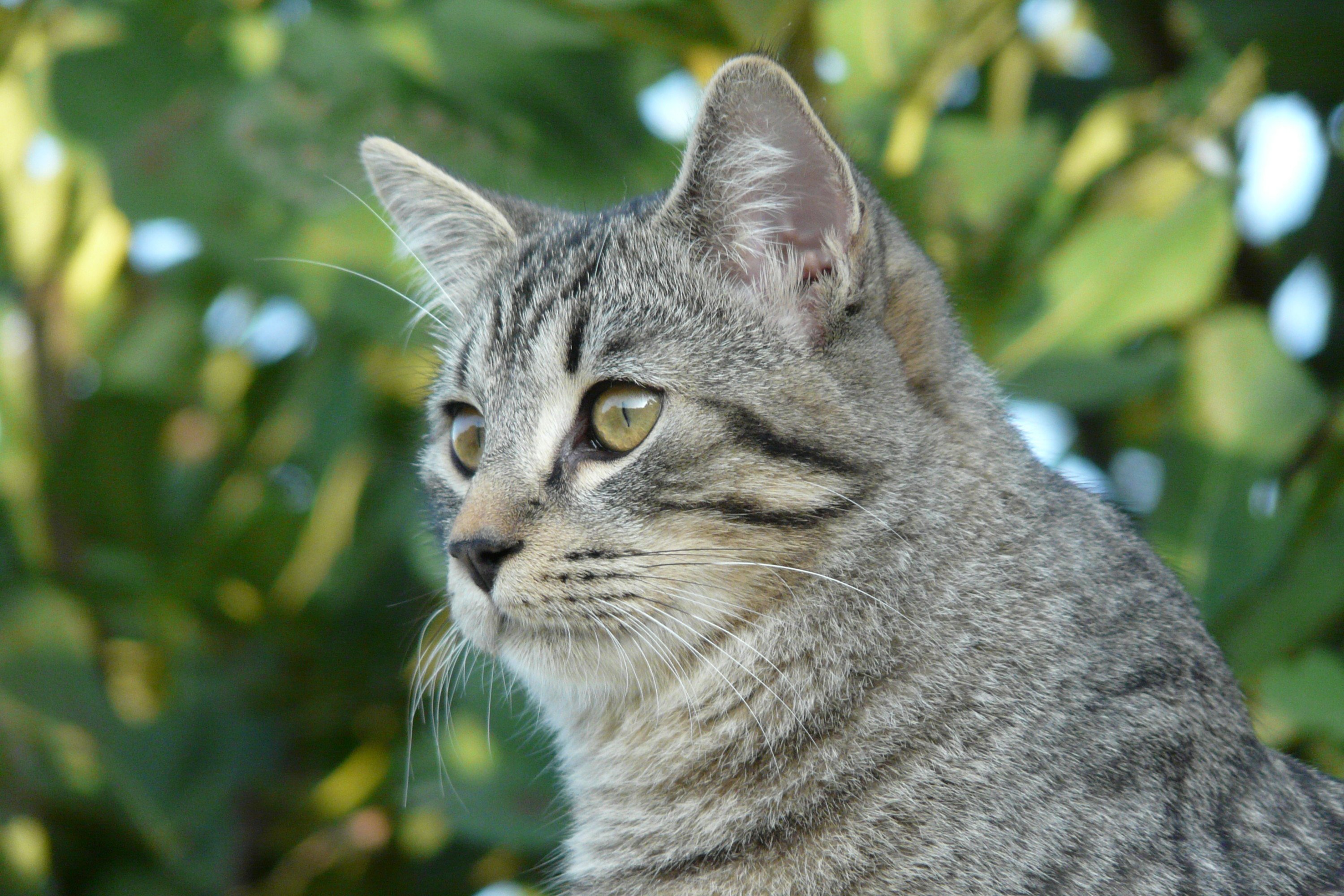 Fonds d'cran Animaux Chats - Chatons Calme, mais en veil.