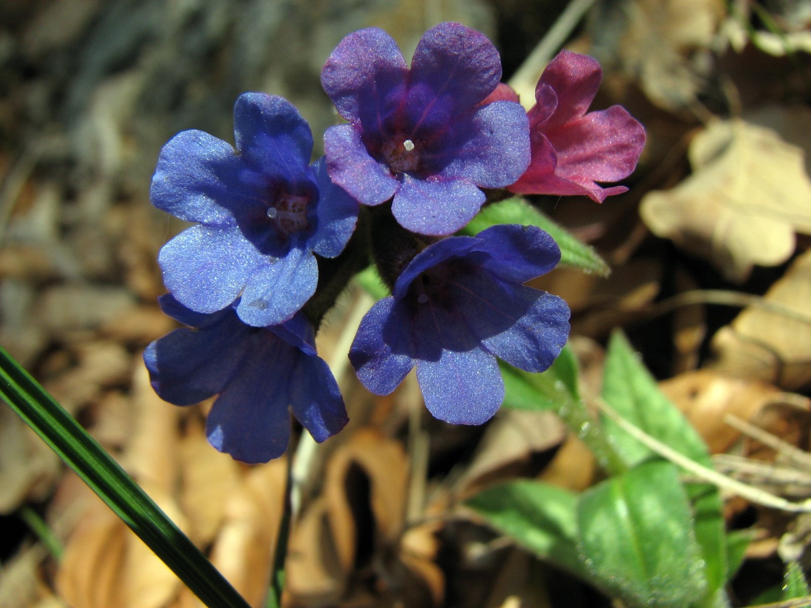 Wallpapers Nature Flowers pulmonaire officinale