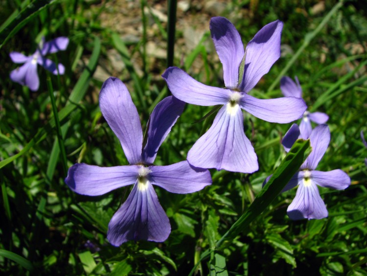 Fonds d'cran Nature Fleurs violette cornue