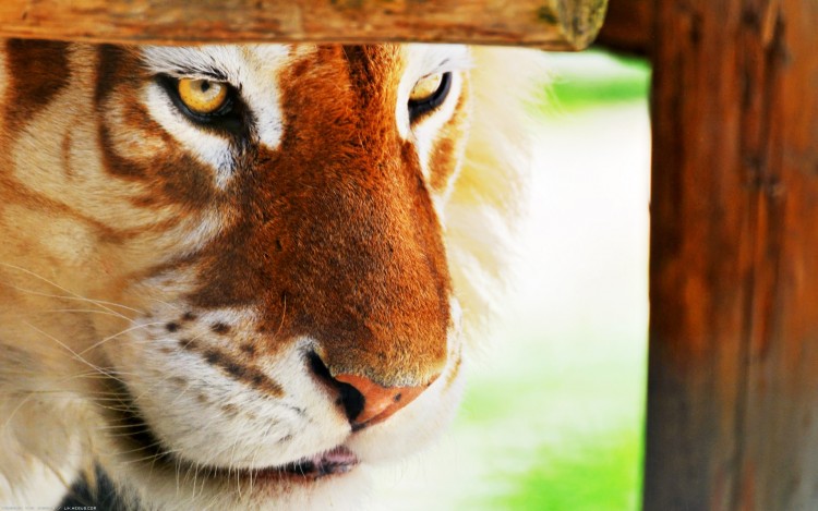 Fonds d'cran Animaux Flins - Tigres Regard de flin