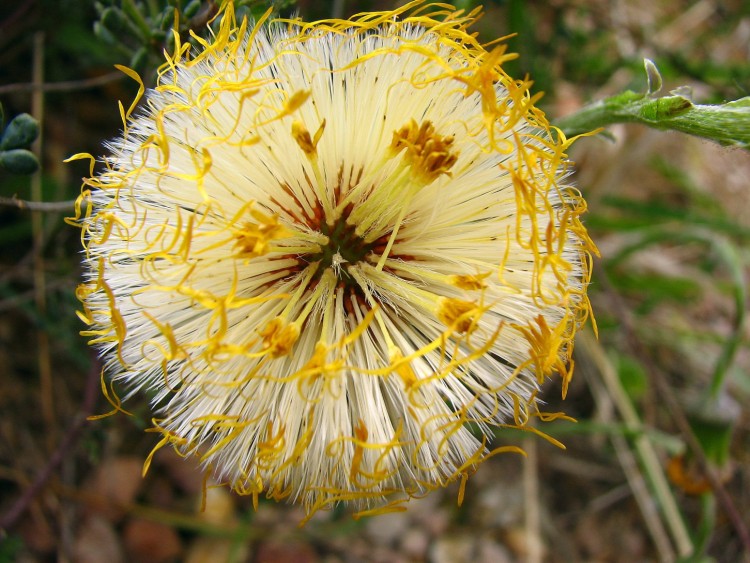 Fonds d'cran Nature Fleurs pissenlit