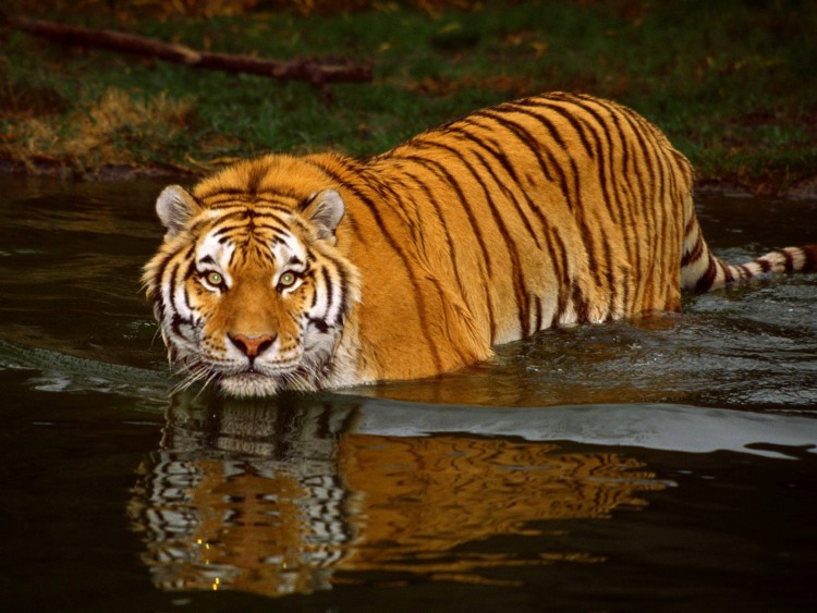 Fonds d'cran Animaux Flins - Tigres L'heure de l'attaque par surprise