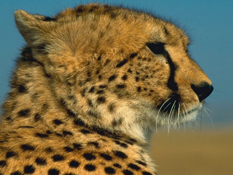 Wallpapers Animals Felines - Cheetahs Profil sauvage