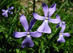 Fonds d'cran Nature violette cornue