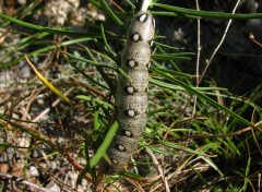 Fonds d'cran Animaux chenille