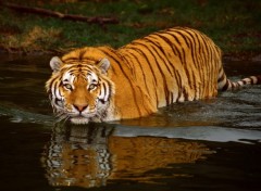 Fonds d'cran Animaux L'heure de l'attaque par surprise