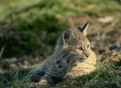 Wallpapers Animals Bb lynx