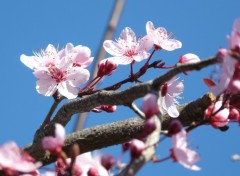 Wallpapers Nature prunus en fleurs en mars