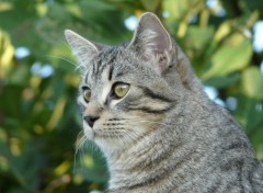 Fonds d'cran Animaux Calme, mais en veil.