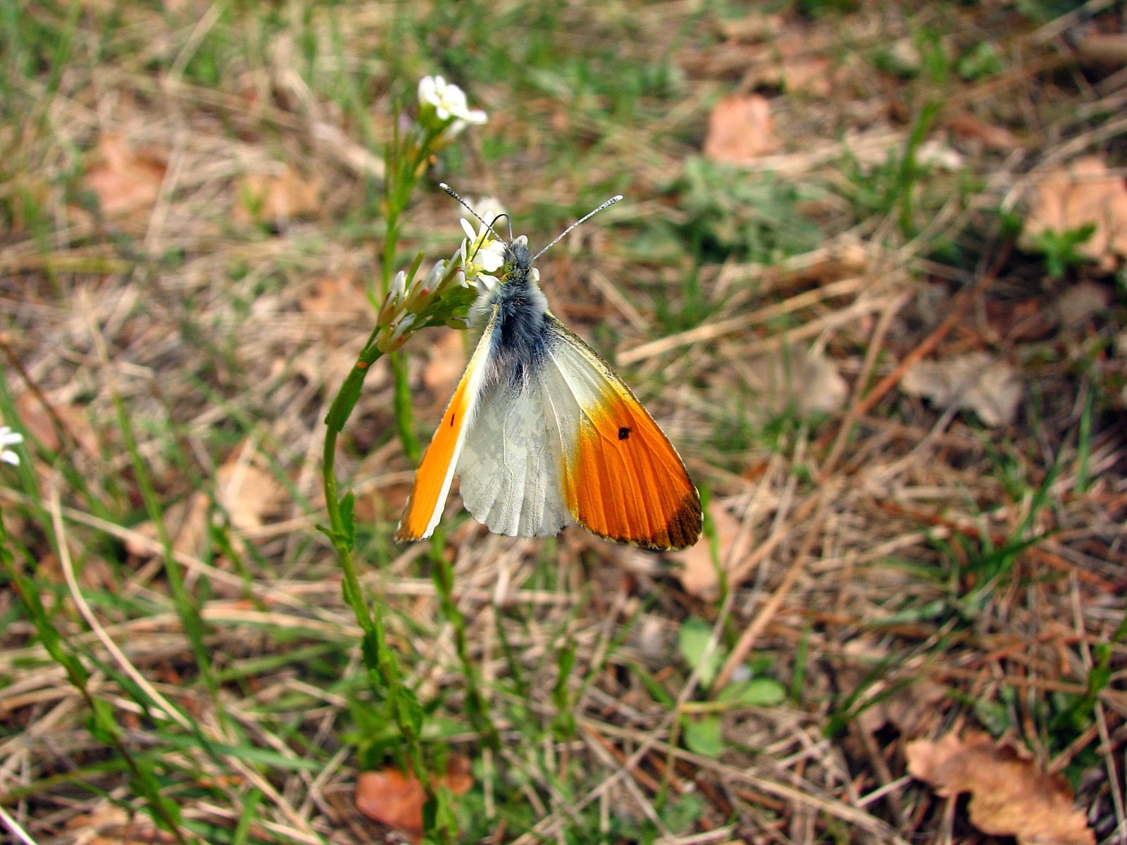 Fonds d'cran Animaux Insectes - Papillons l' aurore