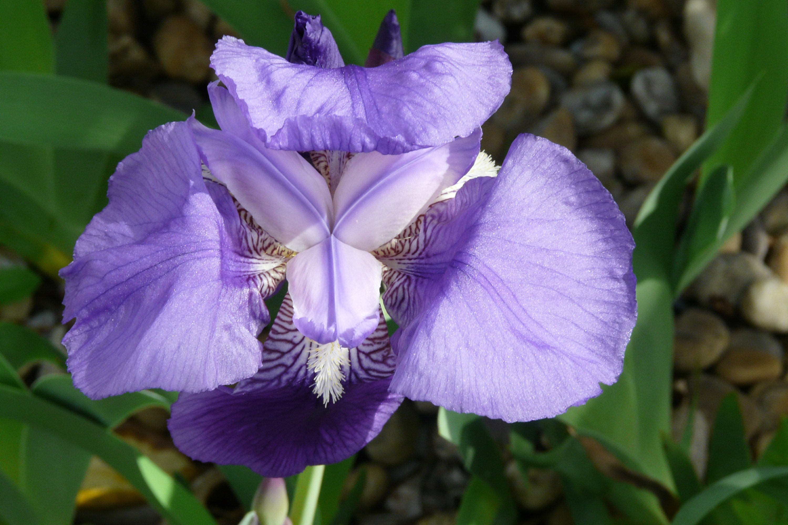 Wallpapers Nature Flowers iris bleu sauvage